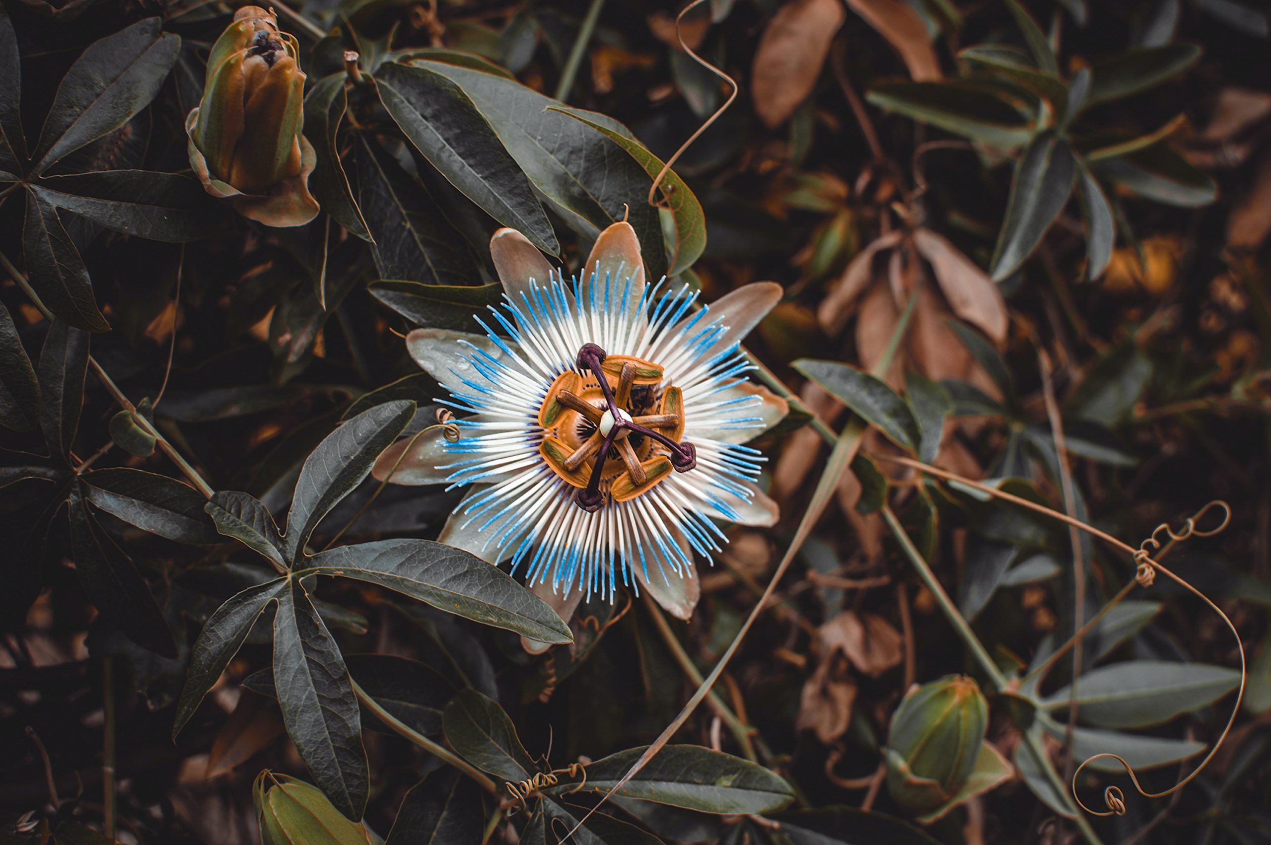 julia-kadel-4fgGzG-jlvA-unsplash julia-kadel-4fgGzG-jlvA-unsplash